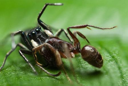 蚂蚁蜘蛛大战