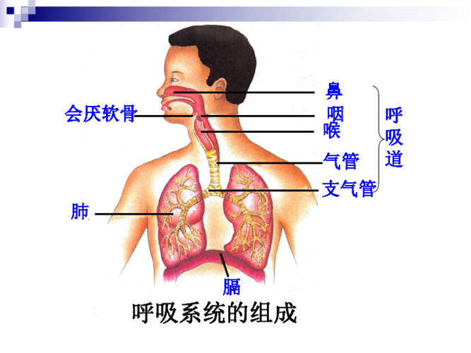 人的呼吸器官的相关图片