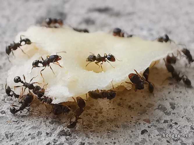 蚂蚁搬运食物的相关图片